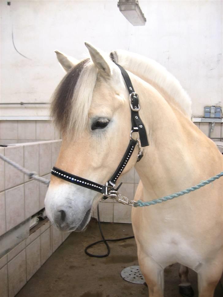 Fjordhest Møffe SOLGT - Myffi <3 D. 15 Juni 2008. Taget af Laura. billede 2