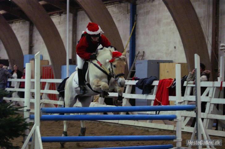 Fjordhest Møffe SOLGT - Møffe er en lille super-jumper =D billede 3