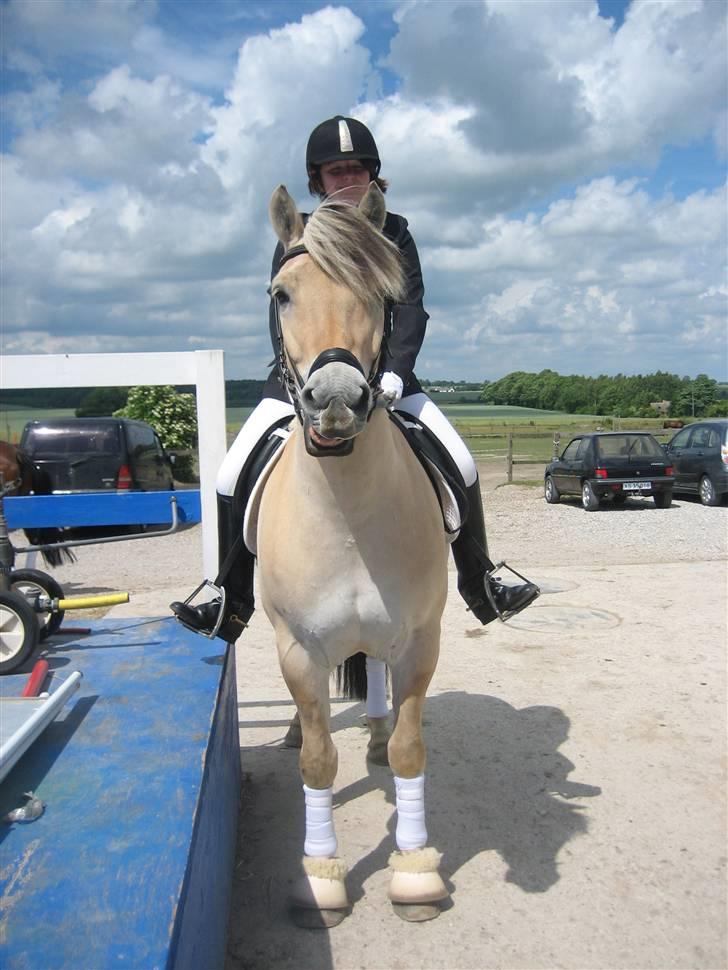 Fjordhest Møffe SOLGT -  <33 D. 15 Juni 2008. Taget af Laura. billede 4