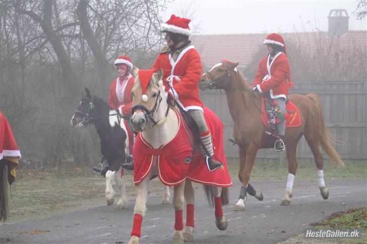 Fjordhest Møffe SOLGT - Juleoptog, det var BIIIIIB koldt xD Foto CTA´s mor ;D billede 10