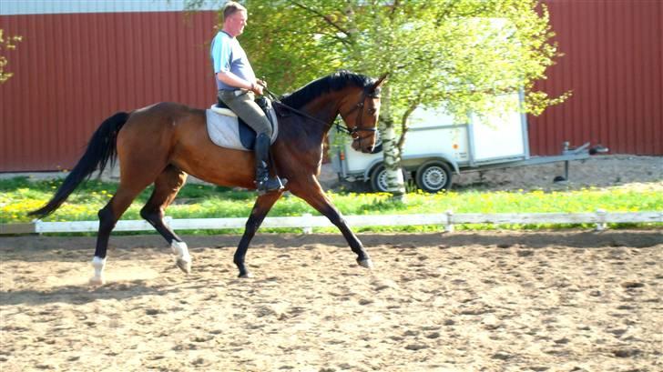 Dansk Varmblod Lucini    (SOLGT) billede 9