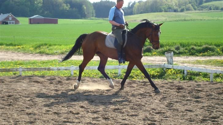 Dansk Varmblod Lucini    (SOLGT) billede 10