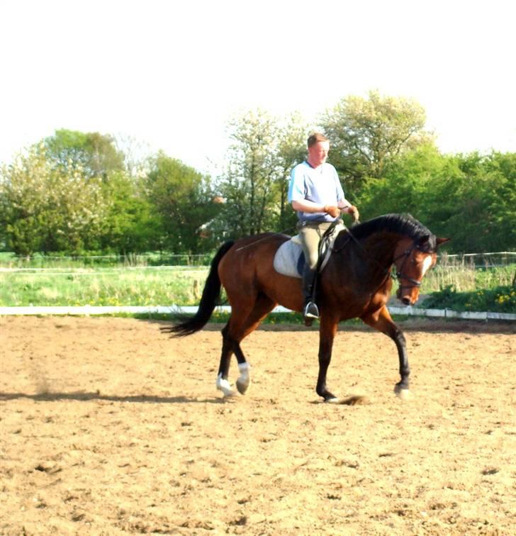 Dansk Varmblod Lucini    (SOLGT) billede 11