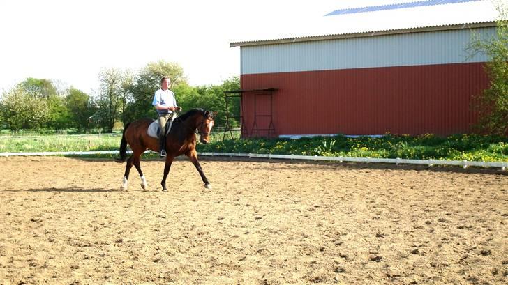 Dansk Varmblod Lucini    (SOLGT) billede 12