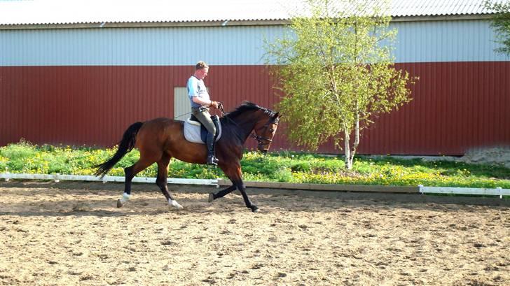 Dansk Varmblod Lucini    (SOLGT) billede 13