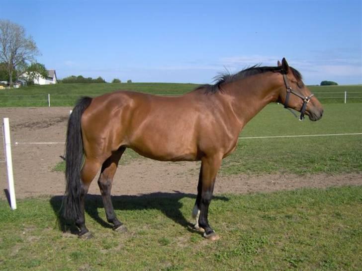 Dansk Varmblod Adria Alfarvad Z SOLGT billede 4