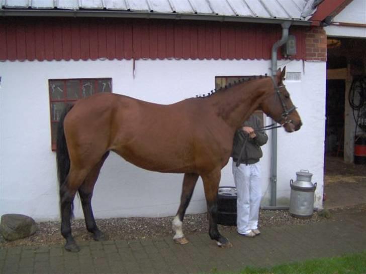 Dansk Varmblod Adria Alfarvad Z SOLGT billede 5