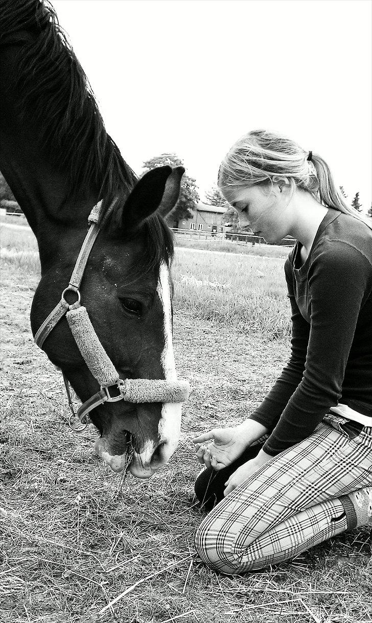 Anden særlig race Farrier Dancer R.I.P  - weekenden før.. billede 18