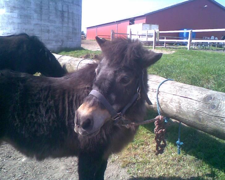 Shetlænder Broengs Flora. (R.I.P) - ¤NYT¤ Flora ved strigle bommen igen billede 14