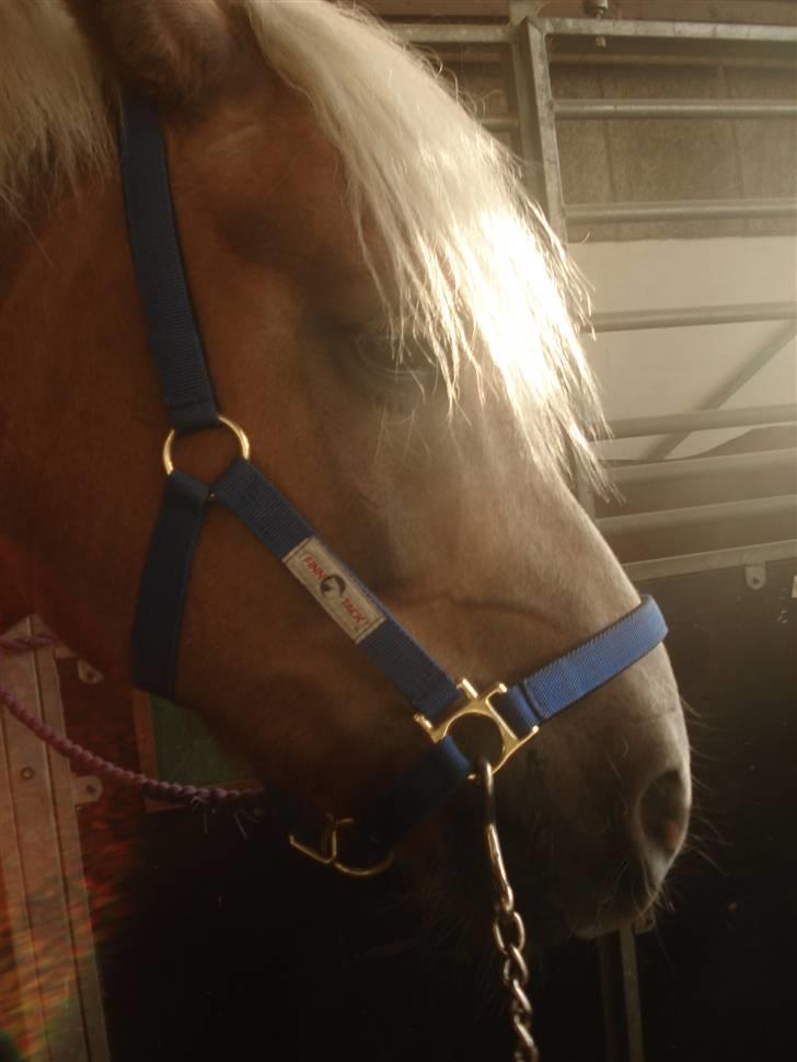 Haflinger Montahkos Wicino  billede 3