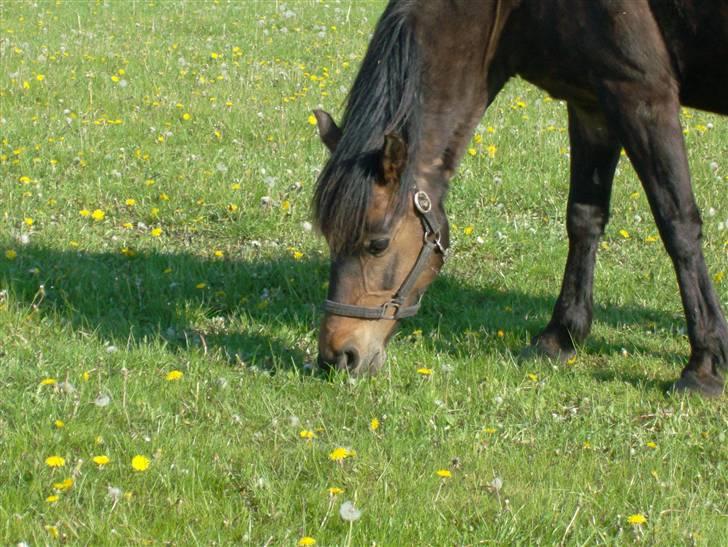 New Forest Ninna Af Damgård billede 6