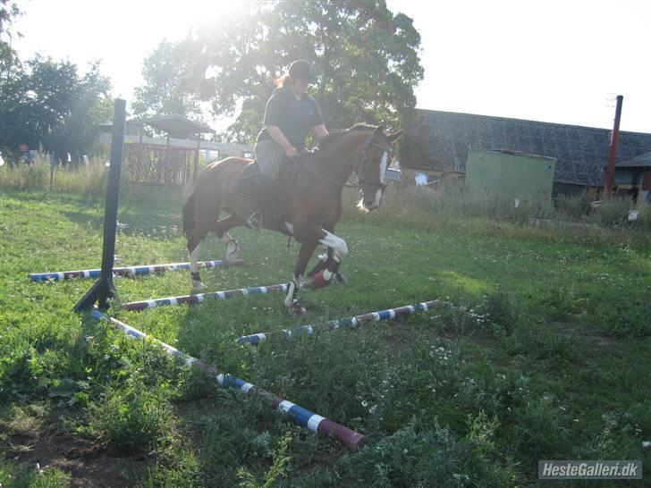 Hollandsk Varmblod Tarana <3 - Tarana og jeg , springtræning d. 6/8 09 billede : kristine <3 billede 8