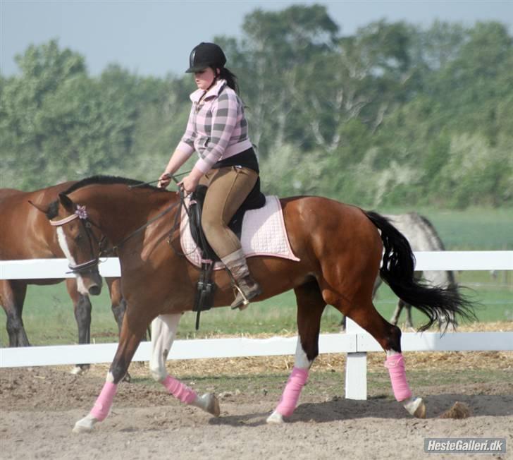 Hollandsk Varmblod Tarana <3 - 26/5 09 billede Taz : Trav (: billede 9