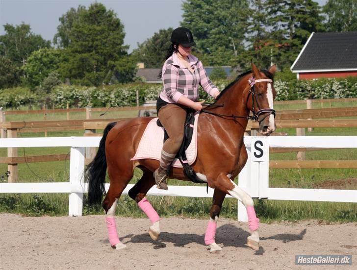 Hollandsk Varmblod Tarana <3 - 26/5 09 billede Taz : Trav (: ingen skal sige at den hest ikke kan trave d; billede 10