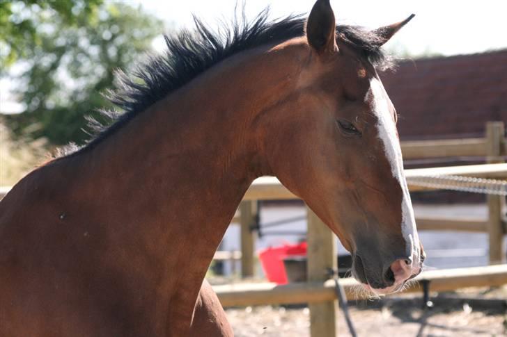 Hollandsk Varmblod Tarana <3 - Tarana på ridebanen igen ;d billede 11