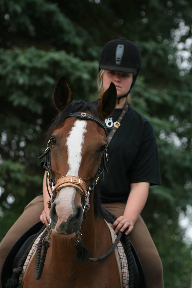 Hollandsk Varmblod Tarana <3 - Lille Raffe´ :b billede 12