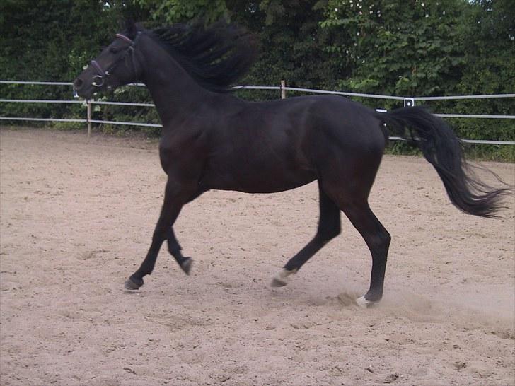 Dansk Varmblod skylight - sky 2 år og smuk som bare billede 4