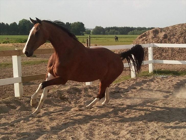 Hollandsk Varmblod Tarana <3 - <3 Billedskøn!  - meget træt tarana d; billede 14