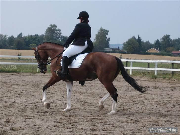 Hollandsk Varmblod Tarana <3 - dressur stævne d. 15/8 09 første gang hun var til stævne d; billede 15