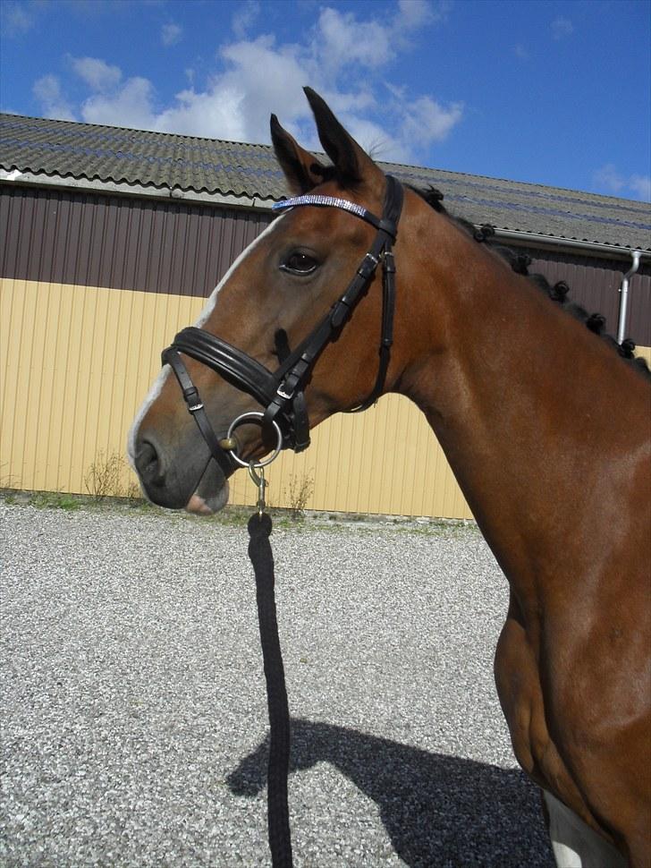 Hollandsk Varmblod Tarana <3 billede 16