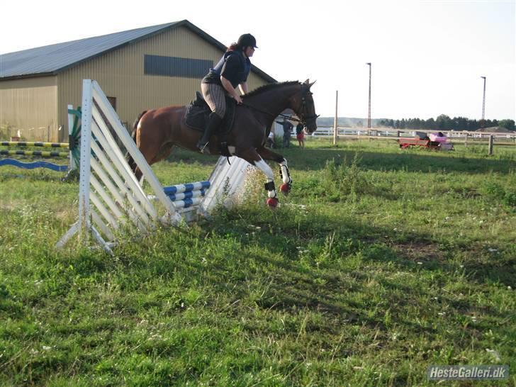 Hollandsk Varmblod Tarana <3 - spring d. 6/8 09 billede kristine <3 :D billede 17