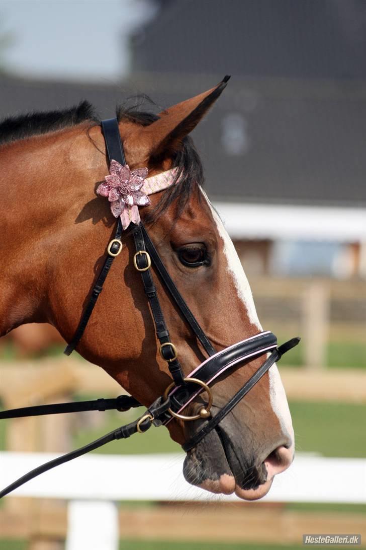 Hollandsk Varmblod Tarana <3 - 26/5 09 billede Taz billede 18