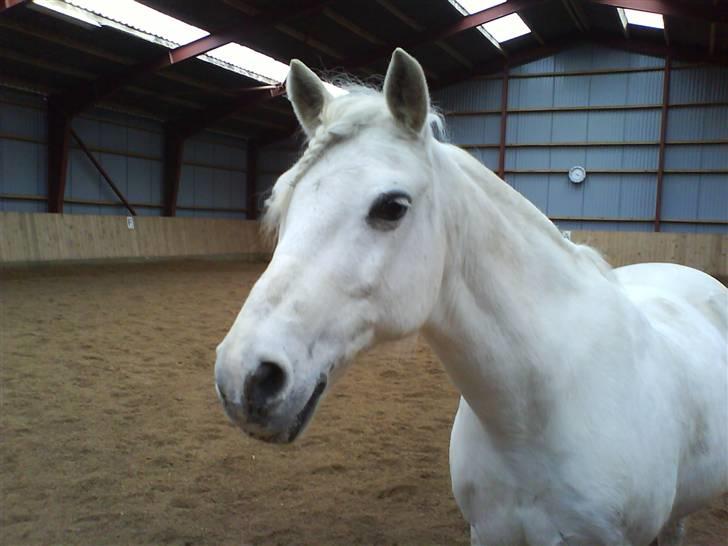 Anden særlig race Funny  <3  - Du er så smuk <33 og savnet. billede 20