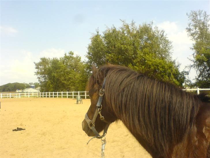 Welsh Pony (sec B) Remmevad´s pony prins billede 12