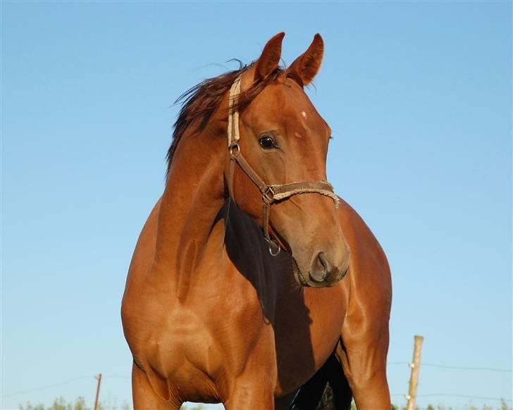 Dansk Varmblod Duelund´s Dirigent billede 1