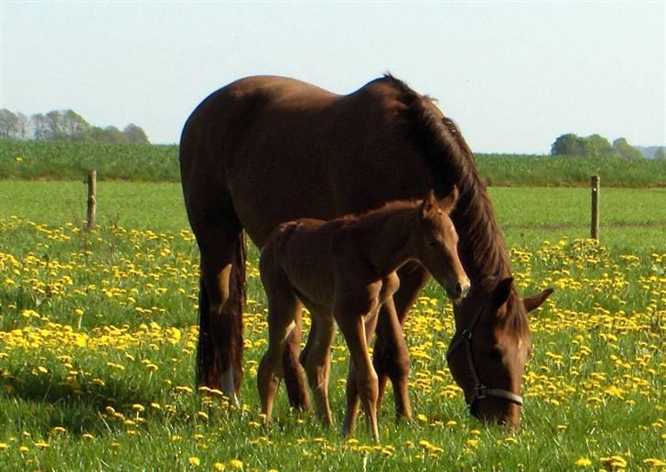 Dansk Varmblod Duelund´s Dirigent billede 2