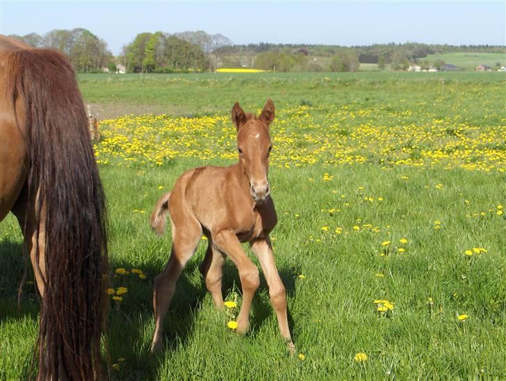 Dansk Varmblod Duelund´s Dirigent billede 3