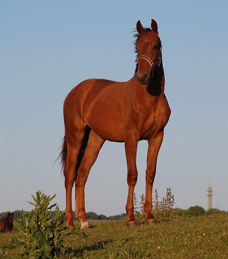 Dansk Varmblod Duelund´s Dirigent billede 4