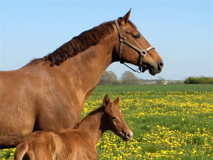 Dansk Varmblod Duelund´s Dirigent billede 5