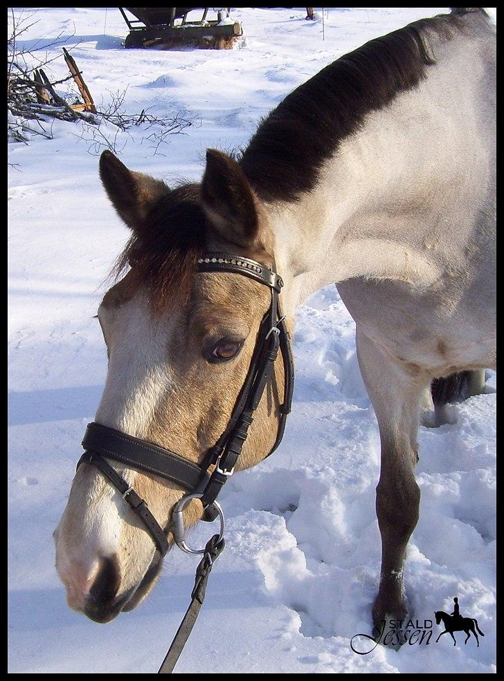 Connemara Felix - Velkommen til Felix´s profil :-)  billede 1