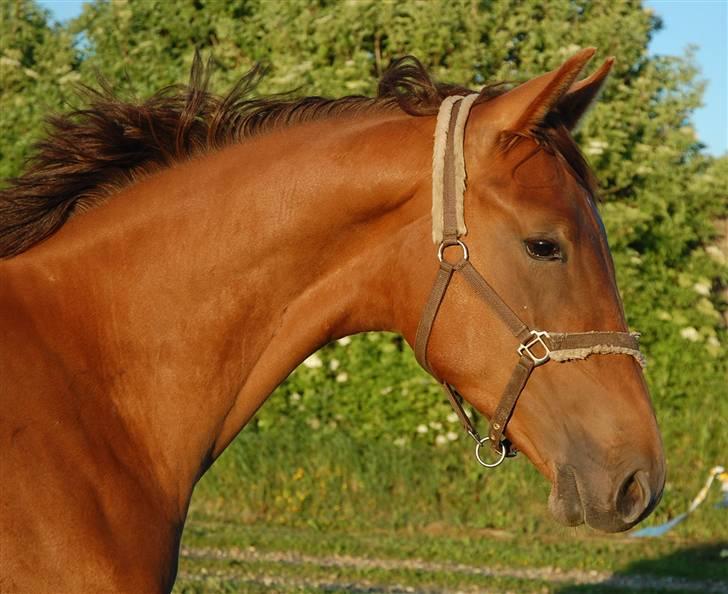 Dansk Varmblod Duelund´s Dirigent billede 6