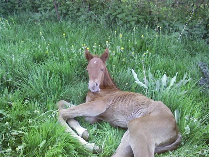 Dansk Varmblod Duelund´s Dirigent billede 7