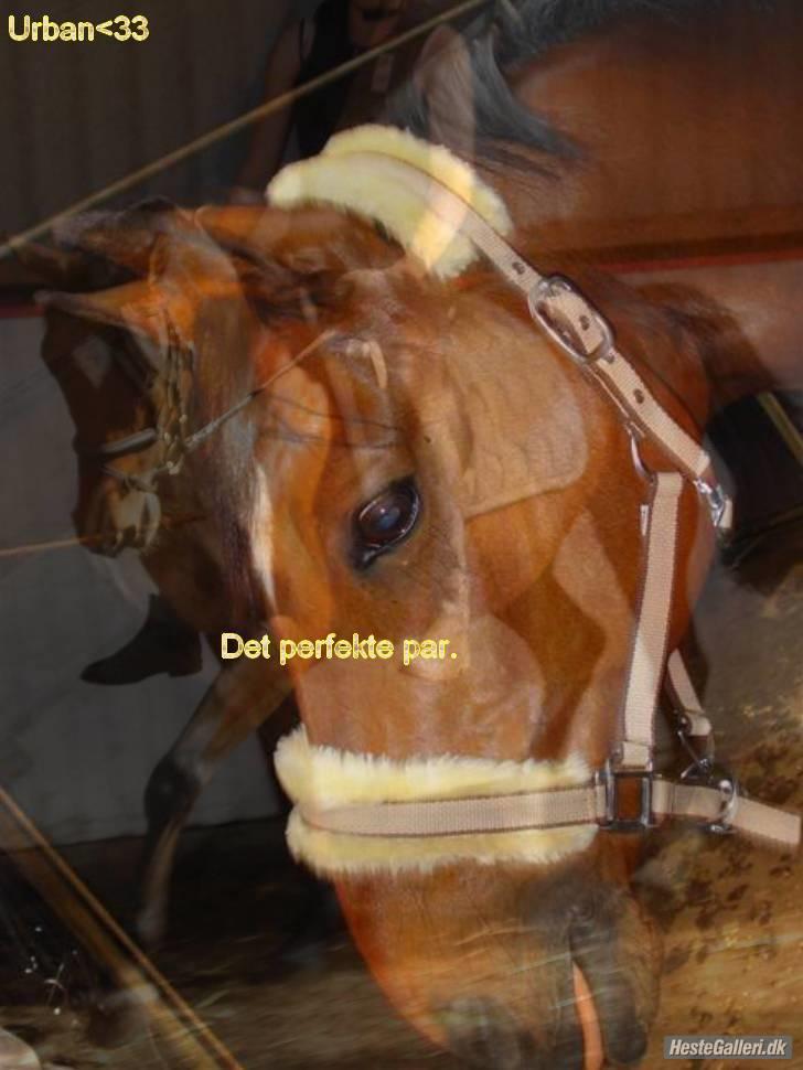 Trakehner Urban<3 *Gammel part* - urban <33 billede 16