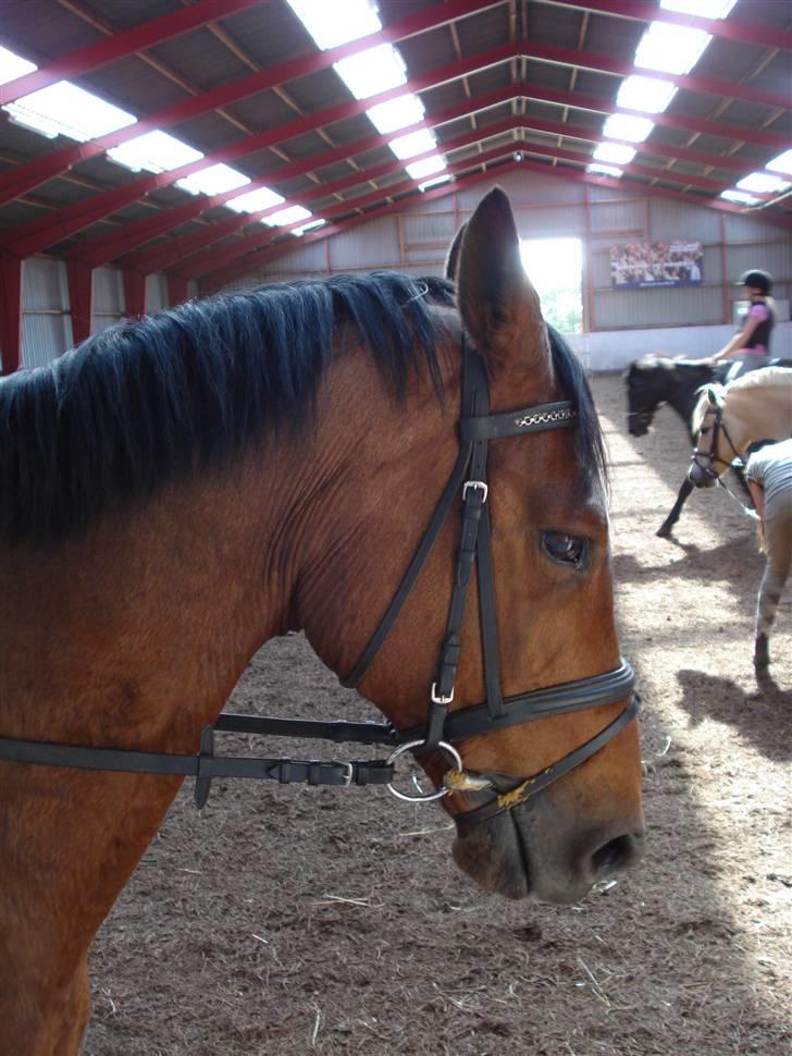 Trakehner Urban<3 *Gammel part* - urbans hoved <33 billede 19