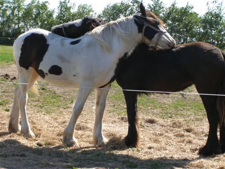 Tinker Ulvebakgaard Iris - Solgt billede 10