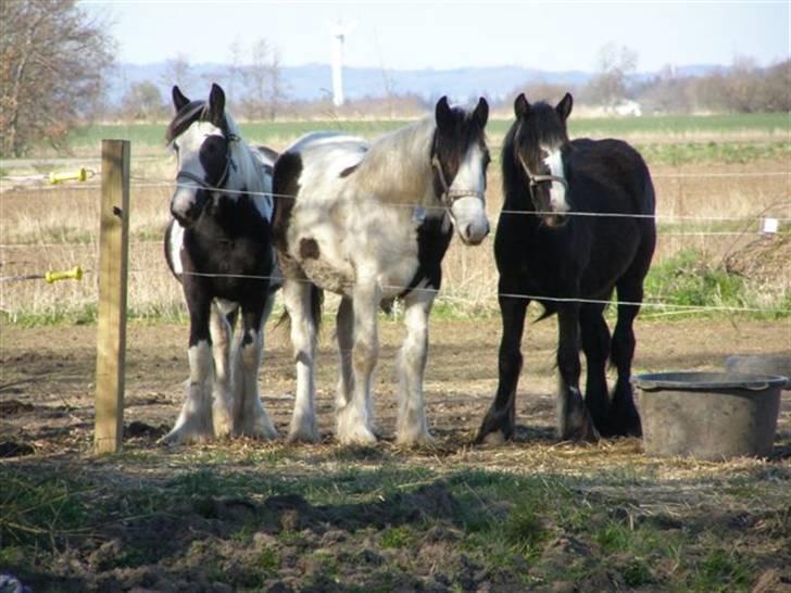 Tinker Ulvebakgaard Iris - Solgt - Iris i midten billede 13
