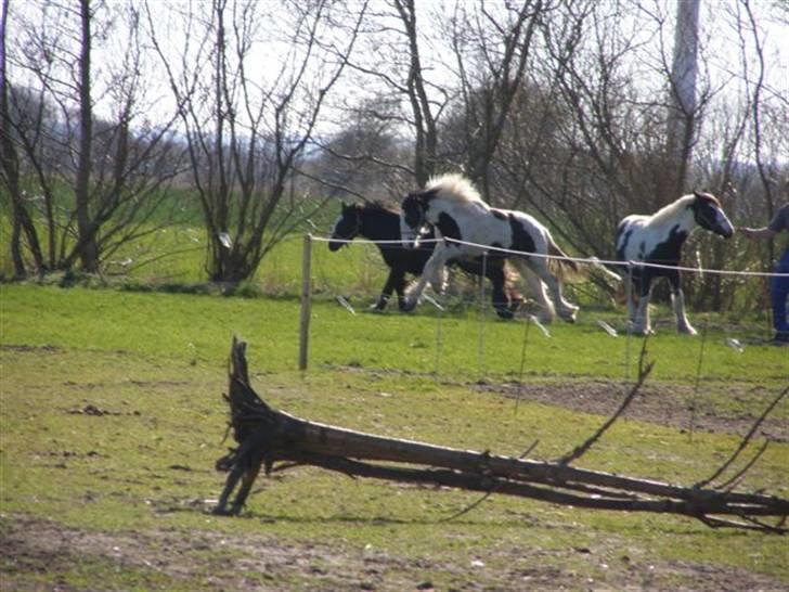 Tinker Ulvebakgaard Iris - Solgt - Iris i midten billede 14
