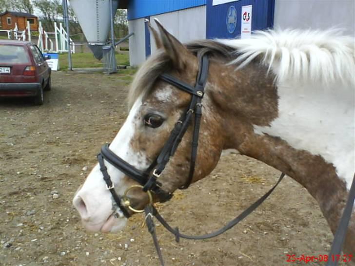 Anden særlig race Silas <3 - sille klar til en ridetime. billede 7