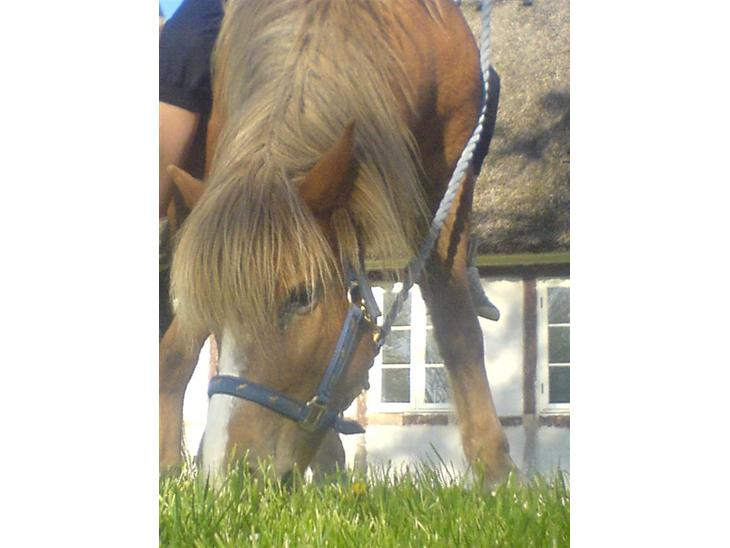 {{currentPhoto.altText}} billede {{currentPhoto.number}}