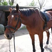 Hollandsk Varmblod Uniek-R