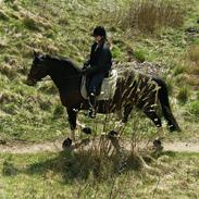 Dansk Varmblod Litha Stensvang