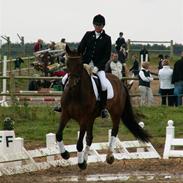 Dansk Varmblod Litha Stensvang