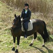 Dansk Varmblod Litha Stensvang