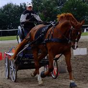 Frederiksborg Mezzo Torp
