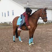 Arabisk fuldblod (OX) Shafali *Sov sødt*