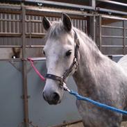 New Forest Dalen's Bella (SOLGT)